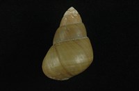 藏品(石田螺)的圖片